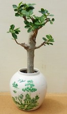 Bonsai ligustrum vulgare for sale  LOWESTOFT