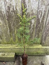 Atlas cedar tree for sale  CHORLEY