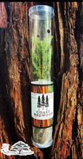 Coast redwood seedling for sale  Denver