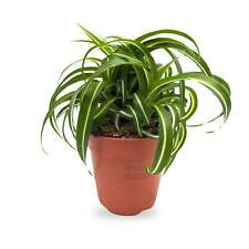 spiders for sale spiders for sale CREDITON