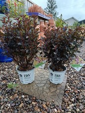 Physocarpus tiny wine for sale Physocarpus tiny wine for sale  LARGS