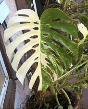 Variegated monstera deliciosa for sale  Newport