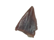 Triassic prosauropod rare for sale  WAKEFIELD