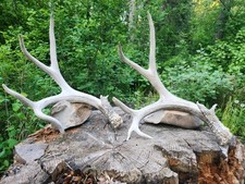 Mule deer antlers for sale  Belgrade