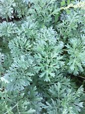 Artemisia absinthium wormwood for sale  RUGBY