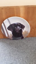 Wedgwood black labrador for sale  WREXHAM