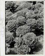 1972 Press Photo safra de couve que parece rosetas gigantes. - HPA91858 comprar usado  Enviando para Brazil