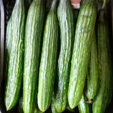 Graines concombre vert d'occasion  Guipavas