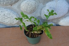 fern pot green plant for sale  Roseburg
