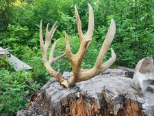Monster mule deer for sale  Belgrade