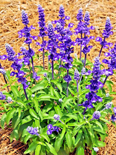 100 sage seeds for sale  Greenville