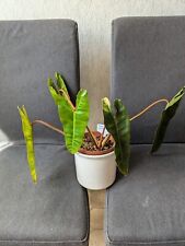 Philodendron billietiae große gebraucht kaufen  Brakel