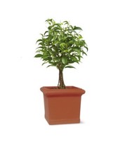 Vaso anticotto quadro usato  Italia