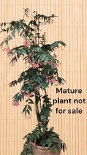 Bamboo cane begonia for sale  Marietta