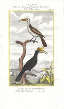 Stampa antica uccelli usato  Lecco