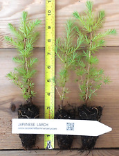 Japanese larch bonsai for sale  Albany