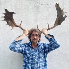 Antique pair fallow for sale  Philadelphia