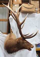 Royal elk taxidermy for sale  Panama City