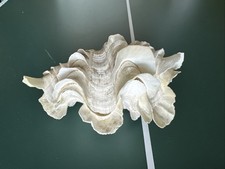 Tridacna squamosa circa usato  Novara