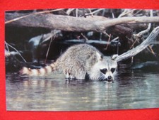 Postkarte ansichtskarte tier gebraucht kaufen Postkarte ansichtskarte tier gebraucht kaufen  Bremen