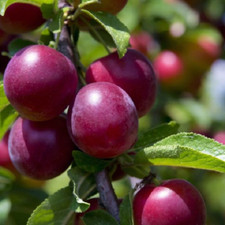 Santa rosa plum for sale  Saint Louis