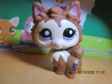 Pomeranian dog petshop d'occasion  Expédié en Belgium