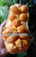 Fresh seeds artocarpus d'occasion  France