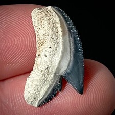Natural tiger shark for sale  Battleboro