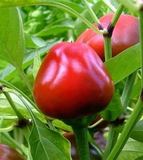 Pepper hot ornamental for sale  Lindstrom