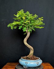 Bonsai urweltmammutbaum metase gebraucht kaufen  Bielefeld