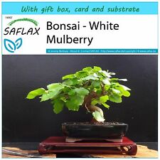 Saflax geschenkset bonsai gebraucht kaufen  Münster