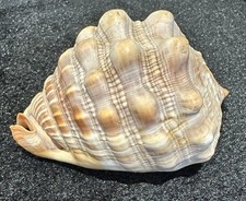 Vintage triton shell for sale  WALTHAM ABBEY