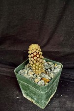 Mammillaria theresae cactus for sale  Palm City