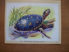 Figurina naturama lampo usato  Villanova Marchesana