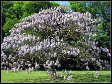 Graines arbre imperialg92 d'occasion  Sanary-sur-Mer