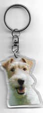 Fox terrier porte usato  Spedire a Italy