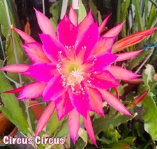 Epiphyllum circus circus d'occasion  Châtenay-Malabry
