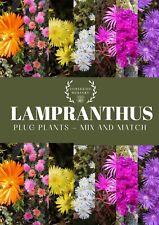 Lampranthus well rooted for sale  PEMBROKE