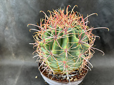 Ferocactus cylindraceus lecont usato  Massafra