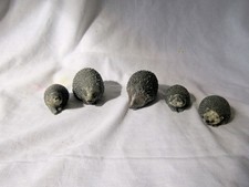 Hedgehog family for sale  STIRLING