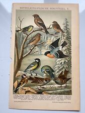 Central european songbirds for sale  HORNCASTLE