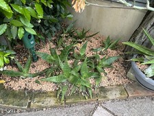Aloe saponaria usato  Cison di Valmarino