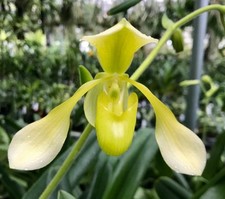 Paph toni semple for sale  New Orleans