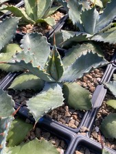 Agave spawn isthmensis for sale  New Braunfels