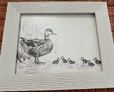 Momma duck ducklings for sale  Rosebud