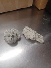 brain coral 2 specimens for sale brain coral 2 specimens for sale Aston