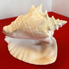 Queen conch shell for sale  Clio