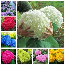 25pc hydrangea seeds for sale  Goldsboro