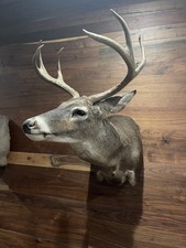 Point whitetail sneak for sale  Mason