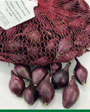 Bulbi cipolla red usato  Andria